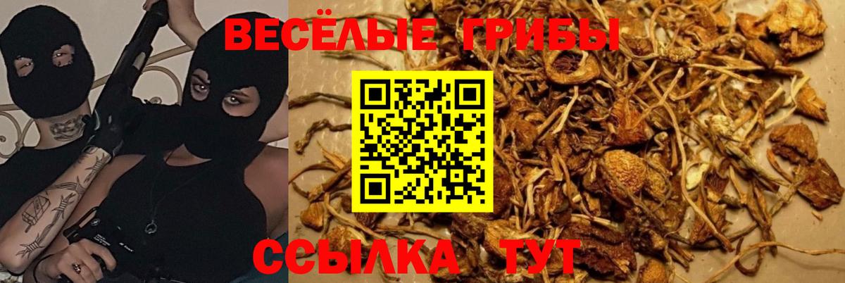 Галлюциногенные грибы GOLDEN TEACHER  Вход с VPN  Сланцы 